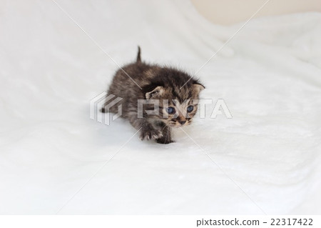 A kitten A kitten 22317422
