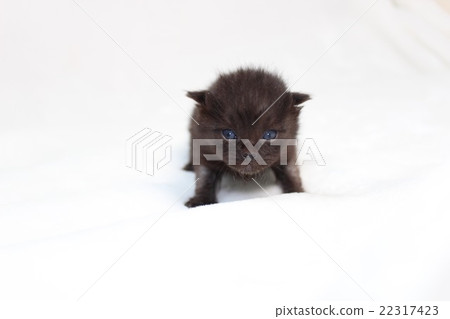A kitten A kitten 22317423