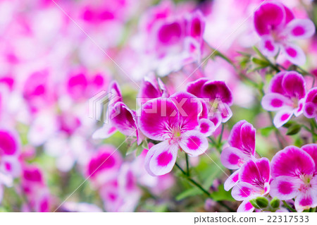 Pelargonium · Angel Eyes 22317533