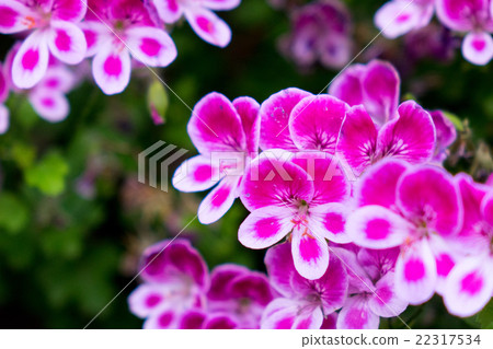 Pelargonium · Angel Eyes Pelargonium · Angel Eyes 22317534