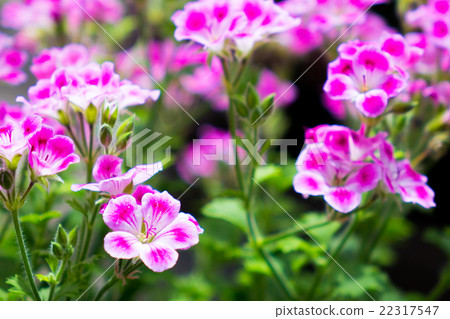 Pelargonium 22317547