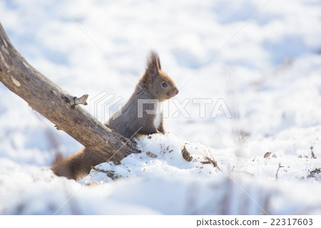 野生的Ezoris 22317603