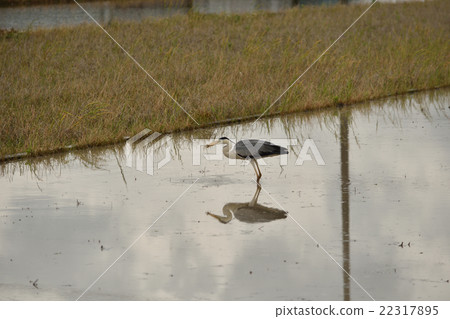 Ao-sama who captured a frog in paddy field Ao-sama who captured a frog in paddy field 22317895
