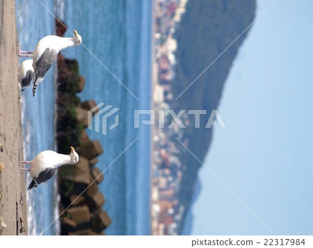 Seagull on the coast 22317984