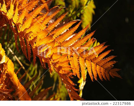 Shining fern 22317986