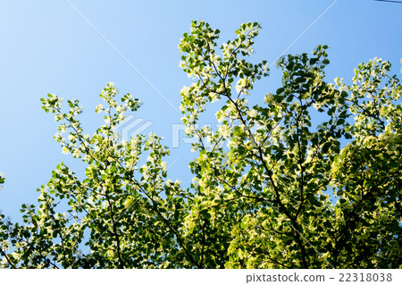 Handkerchief 22318038