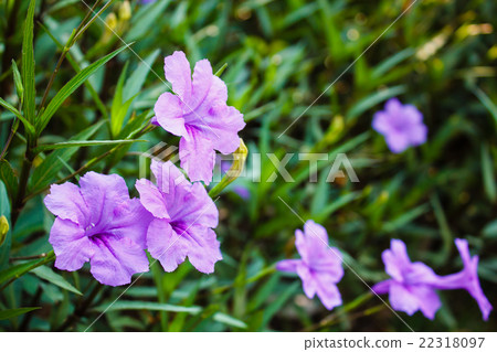 Purple flowers or Ruellia tuberosa Linn. Purple flowers or Ruellia tuberosa Linn. 22318097