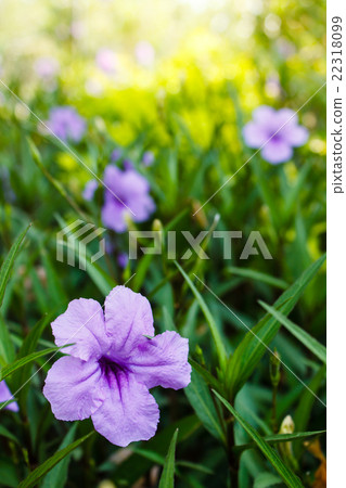 Purple flowers or Ruellia tuberosa Linn. 22318099