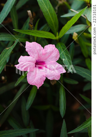 Purple flowers or Ruellia tuberosa Linn. Purple flowers or Ruellia tuberosa Linn. 22318101