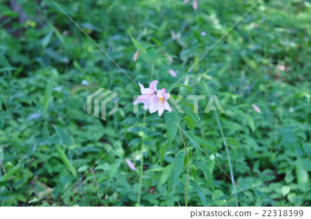 Lily Fish Lily Fish 22318399