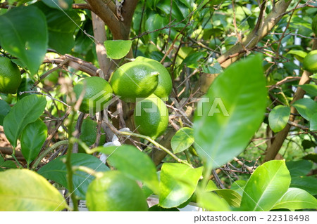 Imabari 2015年初秋，即79歲 22318498