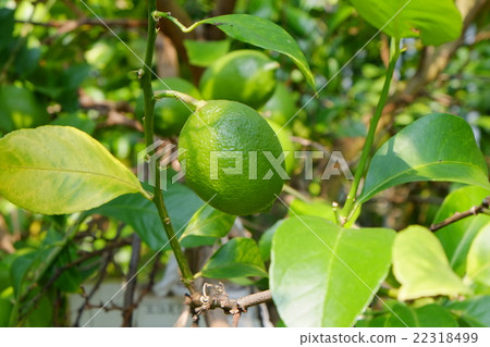 Imabari 2015 Early fall that part 80 22318499