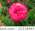 玫瑰 22318943