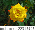 黃玫瑰 22318945