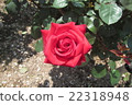 一朵紅玫瑰 22318948