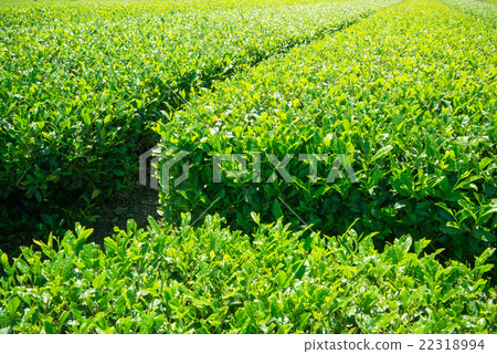 Japanese tea ceremony, Japanese tea 22318994