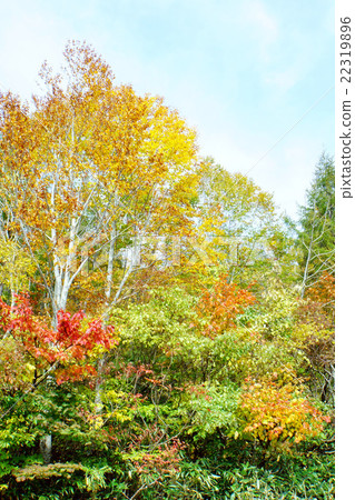 高原的隕落 22319896