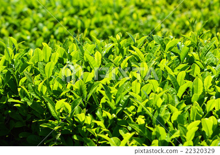 Tea plantation Tea plantation 22320329