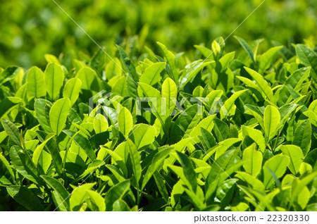 茶園 22320330
