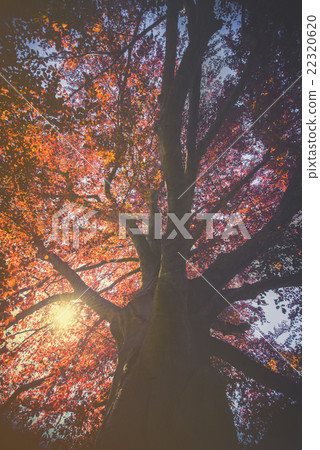Majestic landscape with autumn red tree  22320620