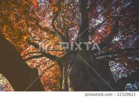 Majestic landscape with autumn red tree Majestic landscape with autumn red tree 22320621