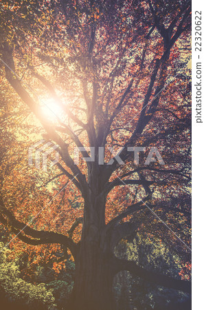 Majestic landscape with autumn red tree Majestic landscape with autumn red tree 22320622