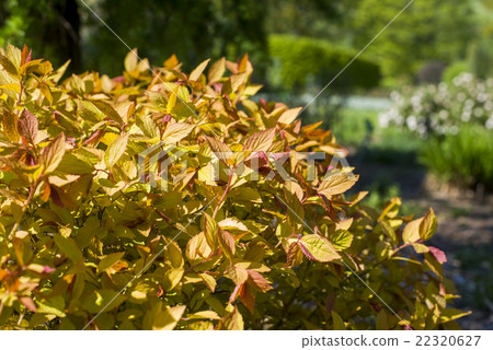 close up on Spiraea japonica Goldflame  22320627