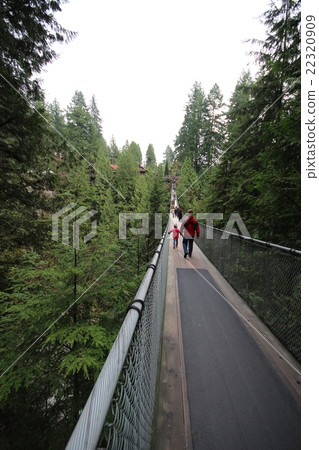Capilano suspension bridge Capilano suspension bridge 22320909