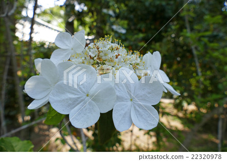 Flowers of Flowers Toshi Kaiji Temple Flowers of Flowers Toshi Kaiji Temple 22320978