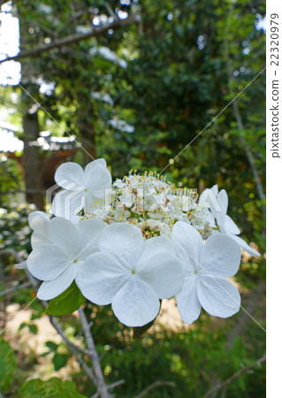 Flowers of Flowers Toshi Kaiji Temple Flowers of Flowers Toshi Kaiji Temple 22320979