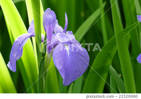 Iris flower Toshodaiji temple Iris flower Toshodaiji temple 22320980