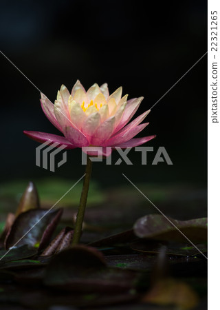 睡蓮 睡蓮 22321265