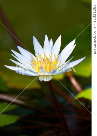 Water lily 22321266