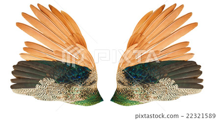 Peacock wing with clipping 22321589