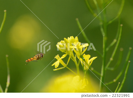 May May Color ① 22321991