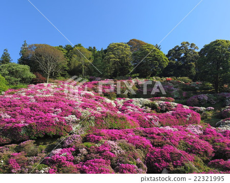 Azalea of Sansei Park Azalea of Sansei Park 22321995