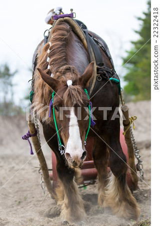 Horse Horse 22322418