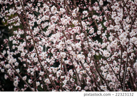 White plum # 0006 22323132