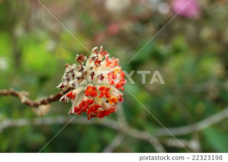 Red Matsumata 22323198