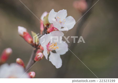 Yuslaume Yuslaume 22323199