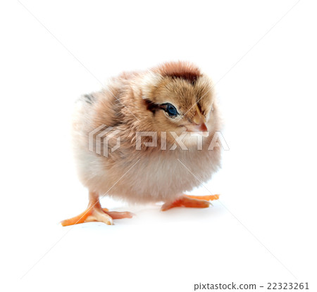 little chicken little chicken 22323261