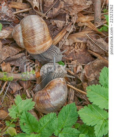 macro snail 22323262