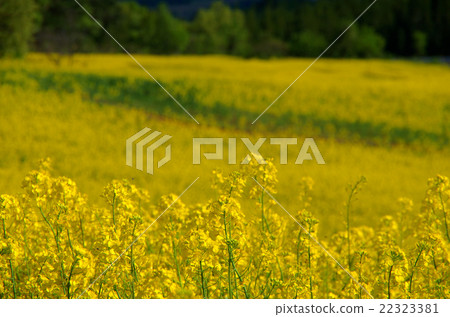 Nanohakura Takahara Nanohana Farm Field Nanohakura Takahara Nanohana Farm Field 22323381