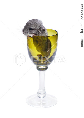 Cute chinchilla baby in glass 22323533