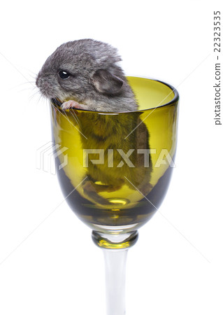 Cute chinchilla baby in glass 22323535