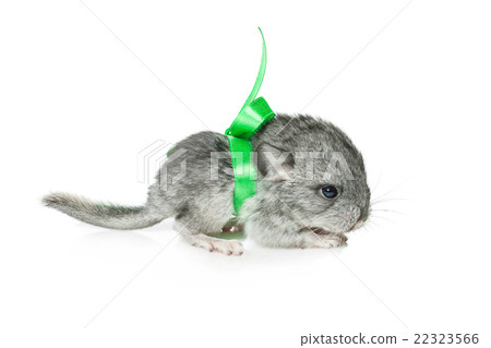 Chinchilla baby isolated over white background Chinchilla baby isolated over white background 22323566