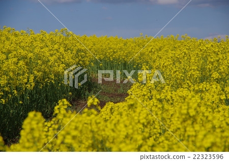 Nanohakura Takahara Nanohana Farm Field Nanohakura Takahara Nanohana Farm Field 22323596