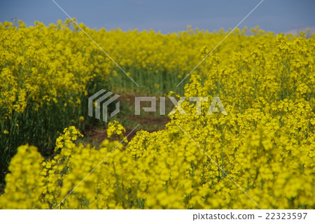 Nanohakura Takahara Nanohana Farm Field Nanohakura Takahara Nanohana Farm Field 22323597