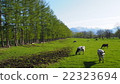 Hokkaido's pasture land 22323694
