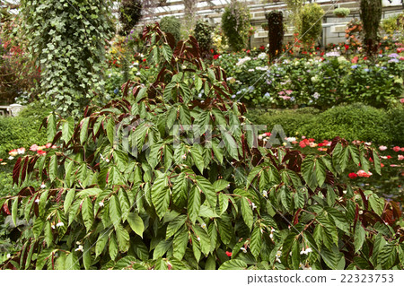 Beautiful begonia leaves 22323753